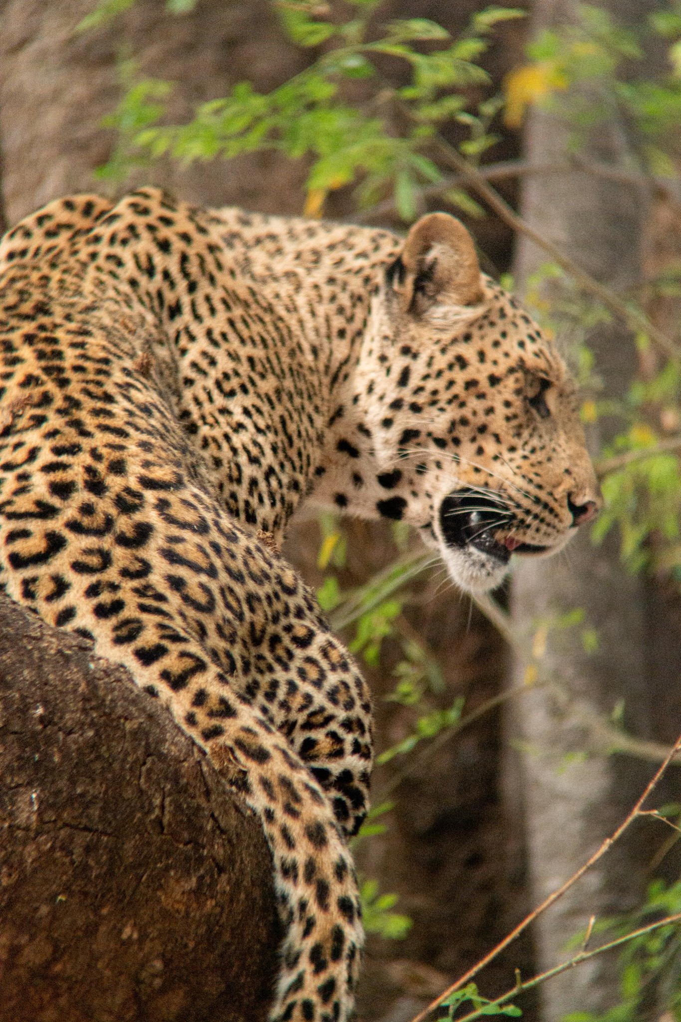 Mashatu Game Reserve — Botswana