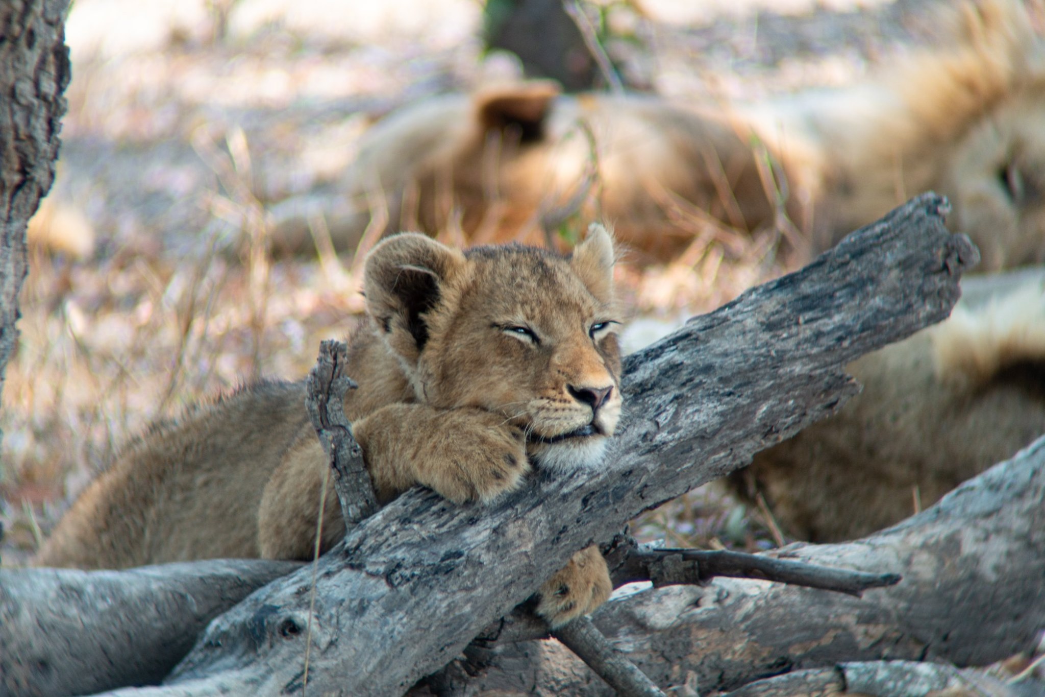 MalaMala Game Reserve — South Africa